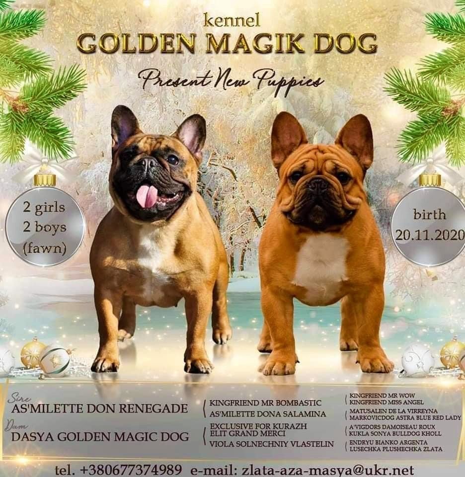 golden magic dog Peach